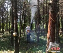 小松脂大产业 江西崇仁解锁